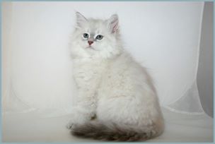 Female Siberian Kitten from Deedlebug Siberians